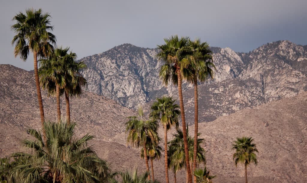 The Saguaro under the San Jacinto mountains and palms